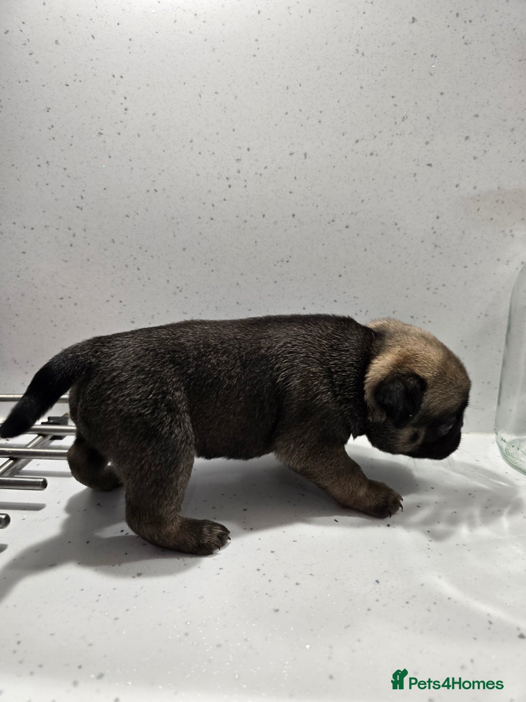 Pug dogs for sale: 3 pug puppies  - Image 8