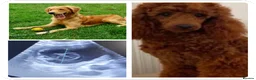 Mini Goldendoodle dogs for sale: F1 Fox Red Health Tested Mini Goldendoodles - Advert 2