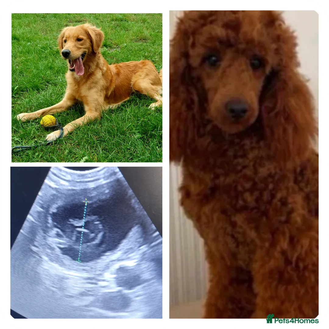 Mini Goldendoodle dogs for sale: F1 Fox Red Health Tested Mini Goldendoodles - Advert 2