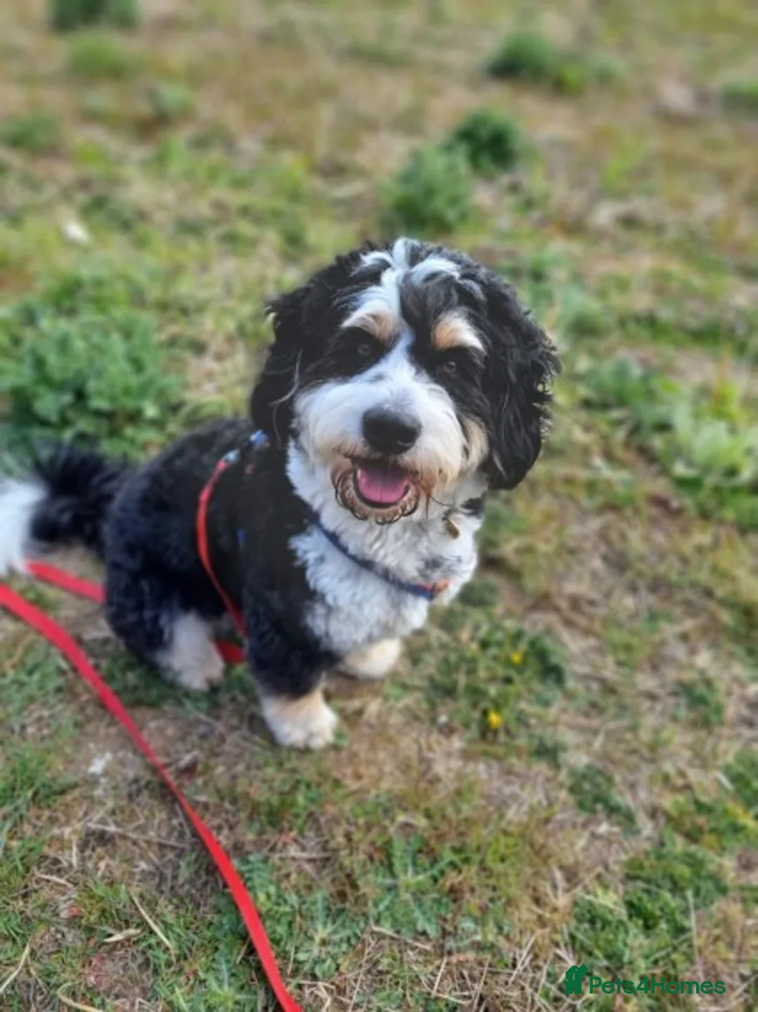 Mixed Breed dogs for stud: PROVEN Pure F1 Miniature Bernedoodle -Stud Offered in Saffron Walden - Advert 12