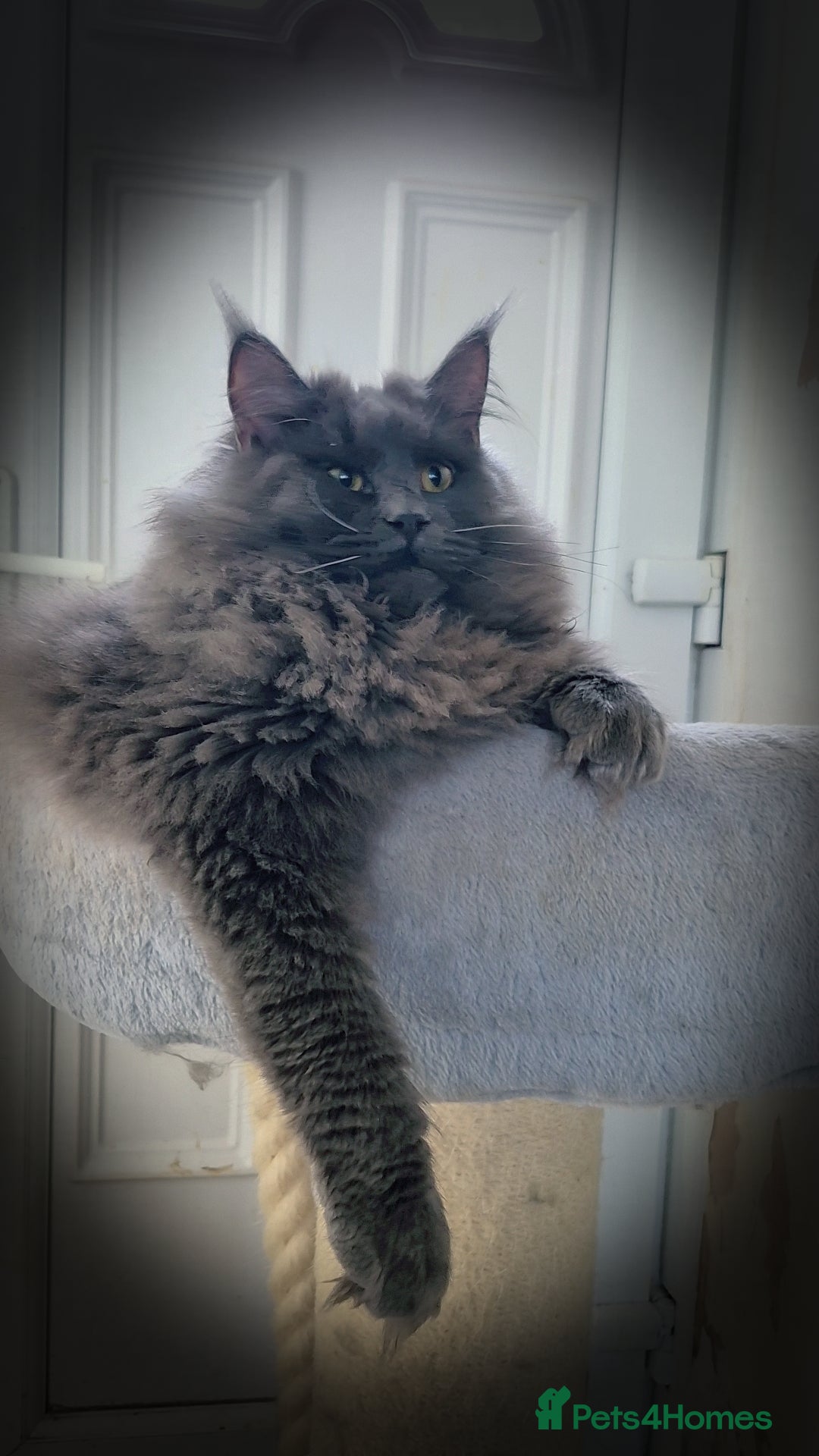 Maine Coon cats for sale: Maine coon kittens  - Advert 11