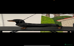 Miniature Dachshund dogs for sale: Fully vaccinated and ready TO GO,kc reg pra clear in Warrington - Image 20