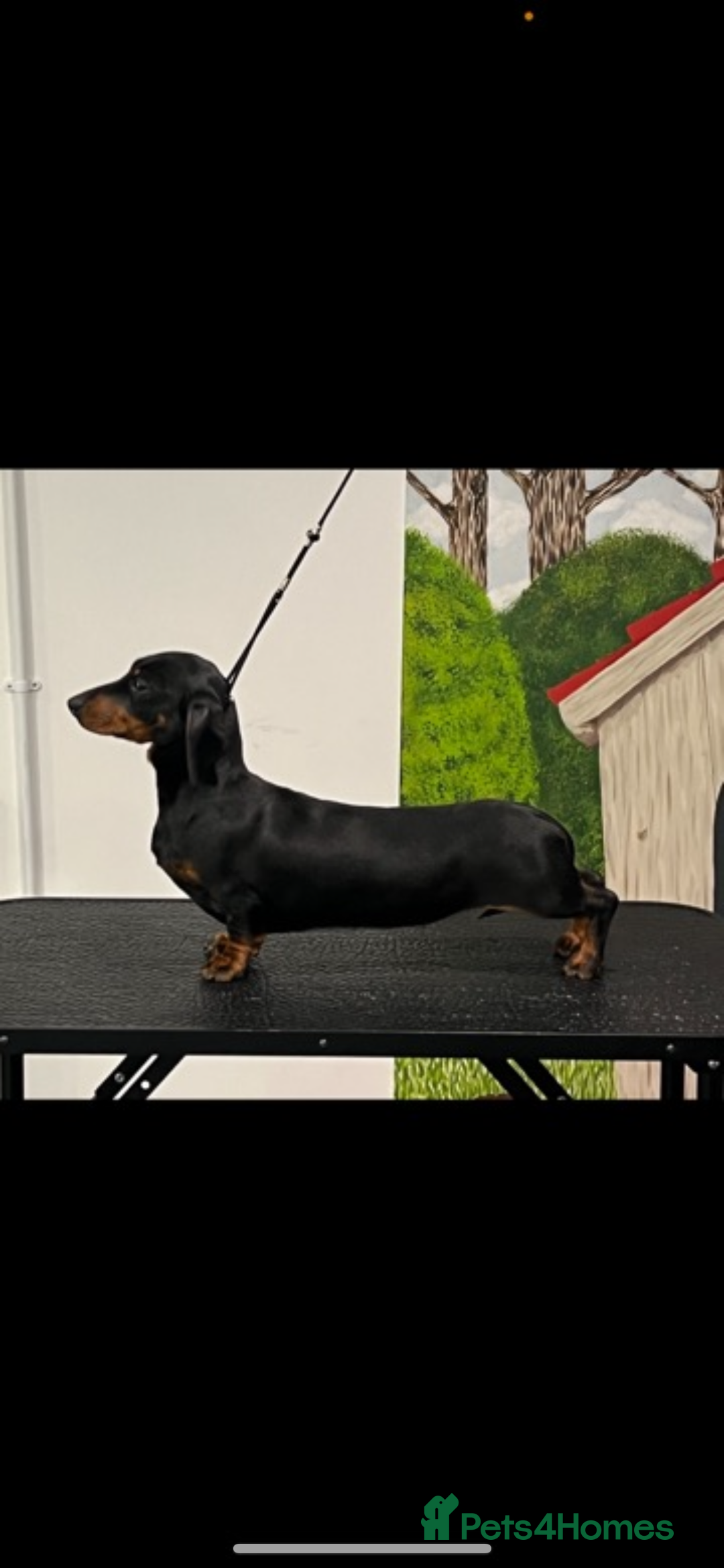 Miniature Dachshund dogs for sale: Fully vaccinated and ready TO GO,kc reg pra clear in Warrington - Image 20