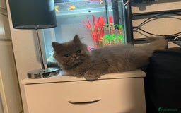 Ragdoll cats for sale: Ragdoll kitten  - Image 2