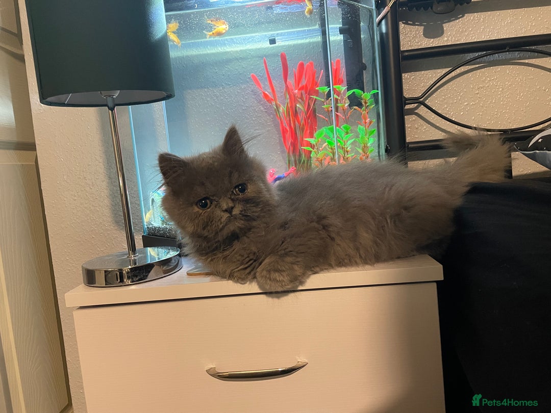 Ragdoll cats for sale: Ragdoll kitten  - Image 2