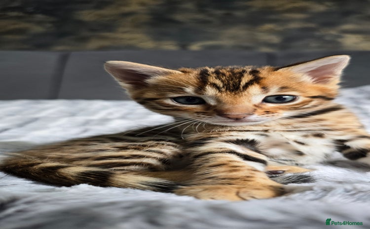 Bengal cats - Advert 14