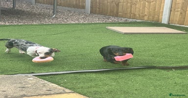 Dachshund dogs - Advert 16