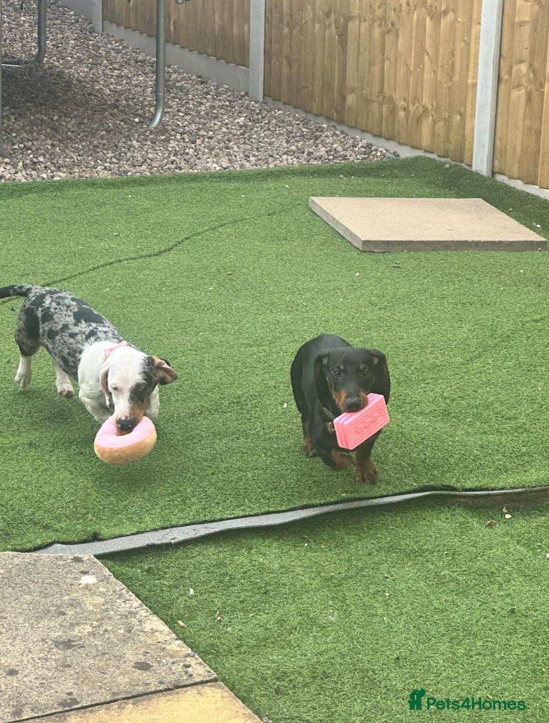 Dachshund dogs for sale: 2 Sausage dog female puppies for sale - Image 2