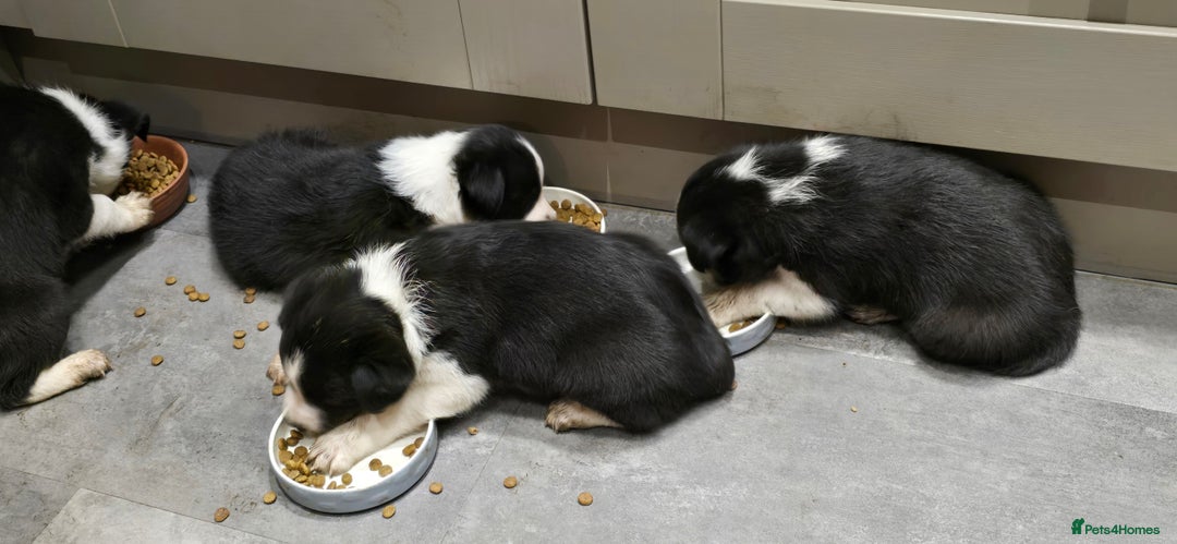 Border Collie dogs for sale: Beautiful Border Collie Puppies - Image 6