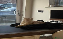 Maine Coon cats for sale: 1 year old Maine Coon Pair - Advert 13