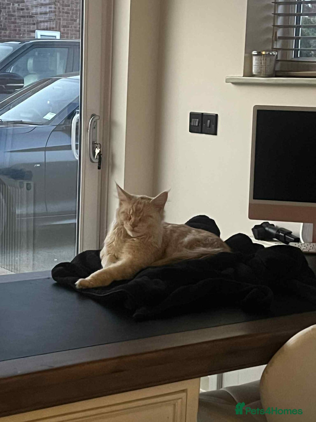 Maine Coon cats for sale: 1 year old Maine Coon Pair - Advert 13