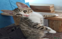 Savannah cats for sale: Playful Savannah F5 Mix Kittens for Loving Homes - Image 12