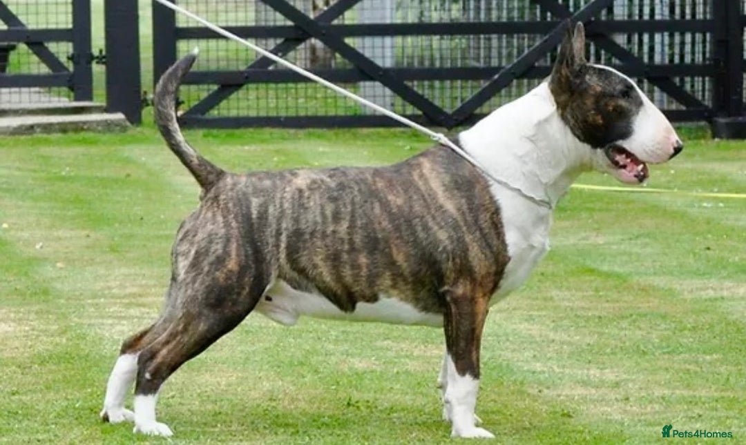 English Bull Terrier dogs for sale: 🏆CH Bloodlines Top Quality English Bull Terriers  - Image 25