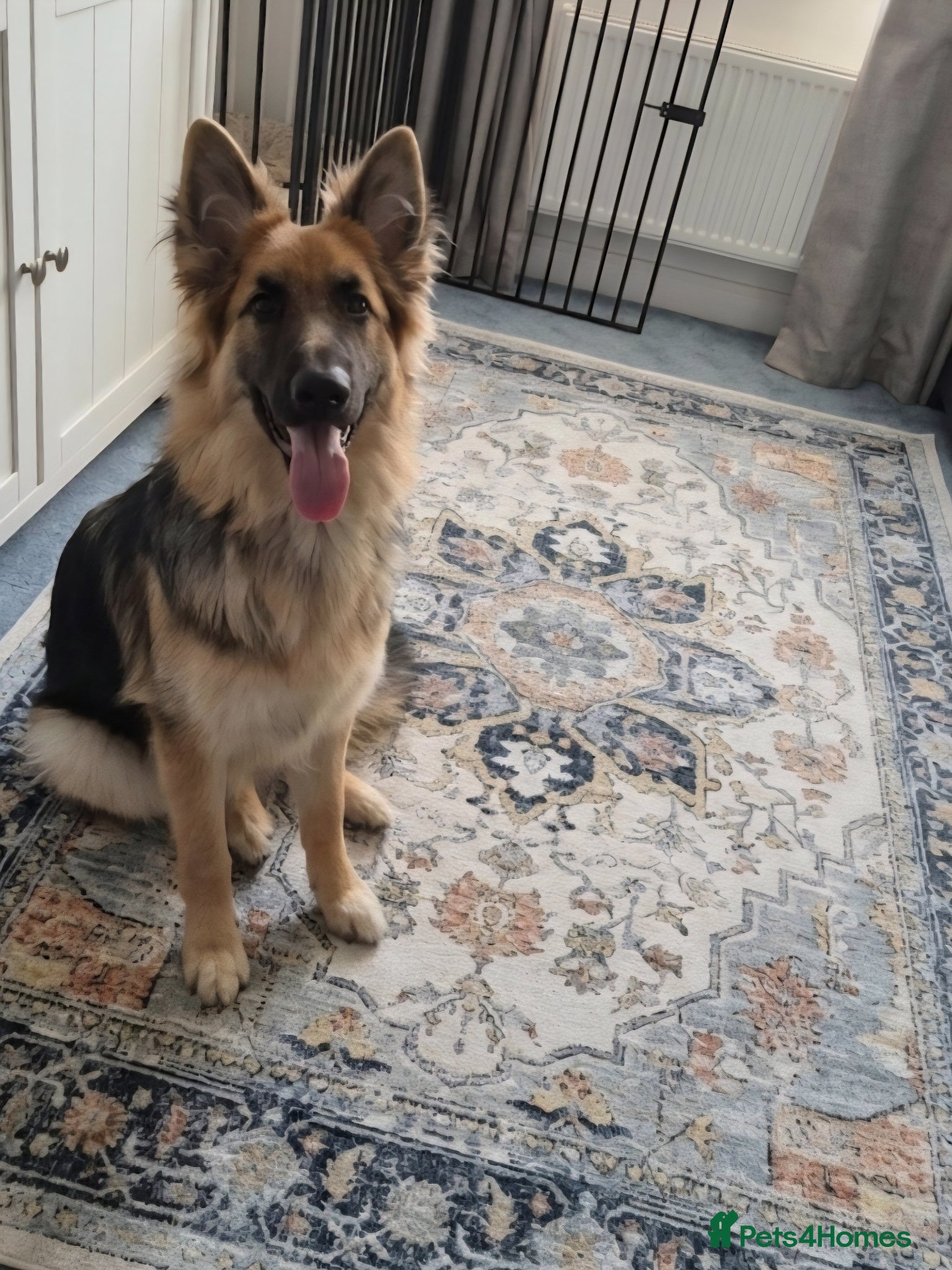 German Shepherd dogs Amazing German Shepherd Girl - Advert 1