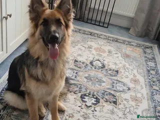 German Shepherd dogs Amazing German Shepherd Girl - Advert 9