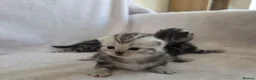 British Shorthair cats for sale: Original BSH Silver Tabby kittens  - Advert 16