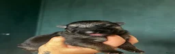 German Shepherd dogs for sale: 10 stunning german shepherd pups. - Advert 11