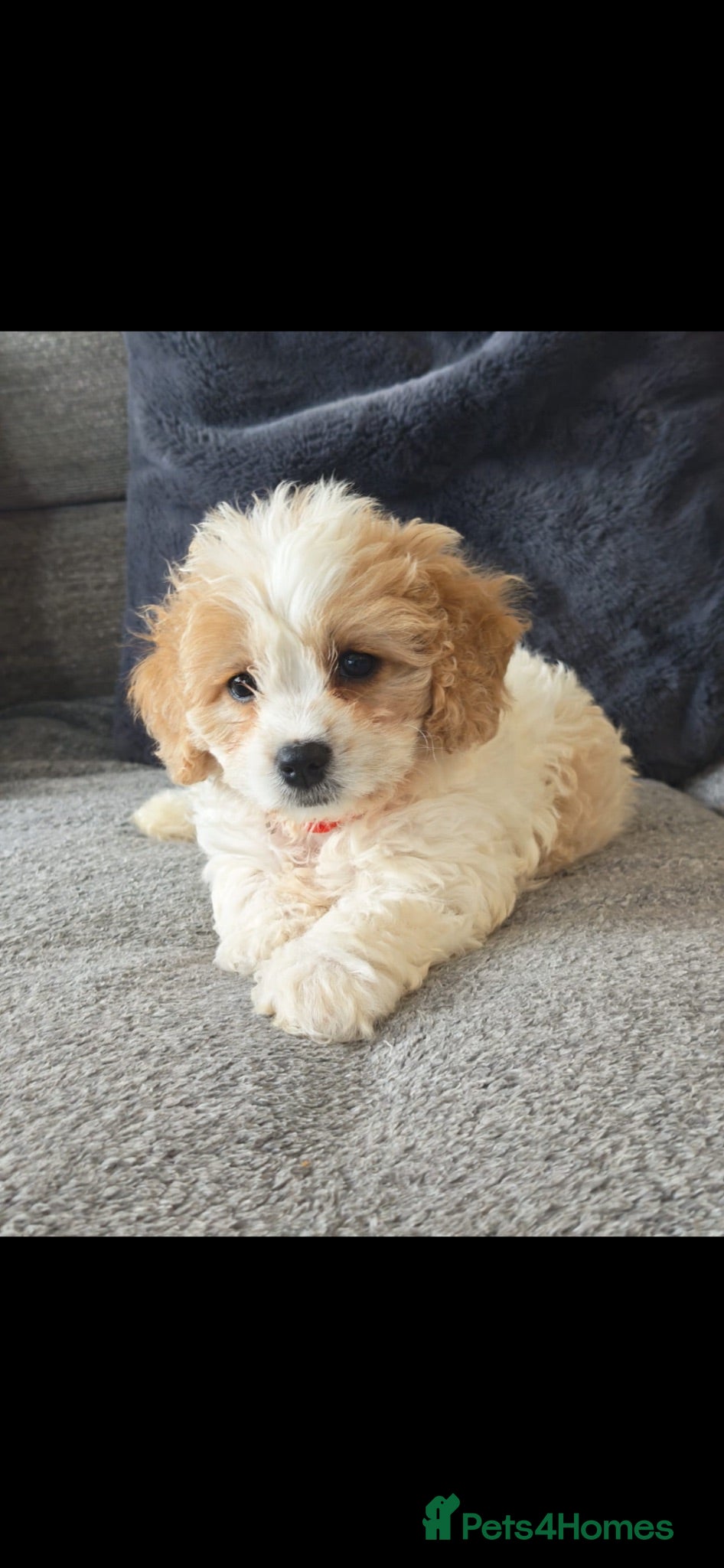 Cavapoo dogs F1 Girl (1 left) Cavapoo’s ready for new homes  - Advert 2