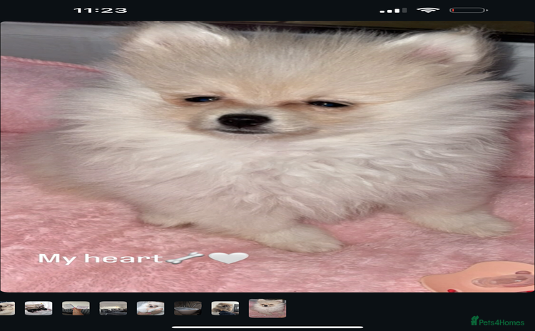 Pomeranian dogs - Advert 3