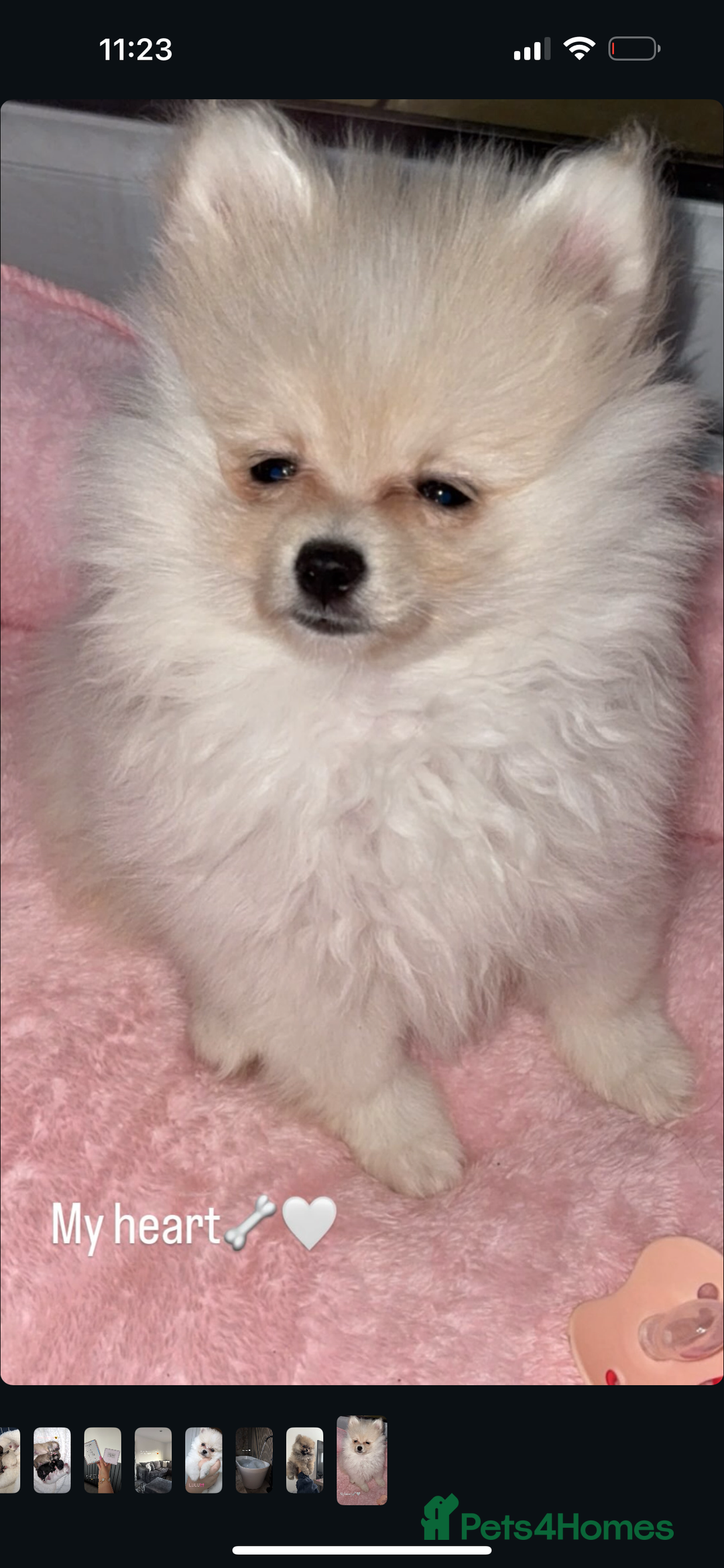 Pomeranian dogs for sale: REDUCED!, last Pomeranian girl🎀🌸 - Image 1