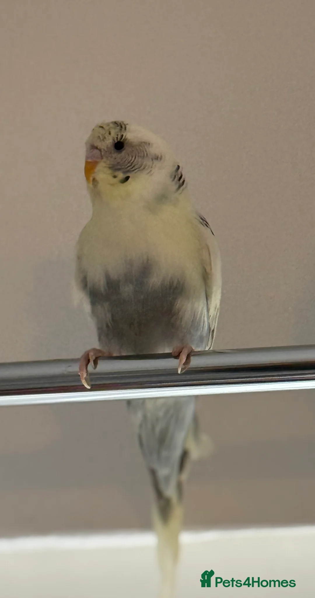 Budgerigars birds for sale: Mixed budgies - Advert 4