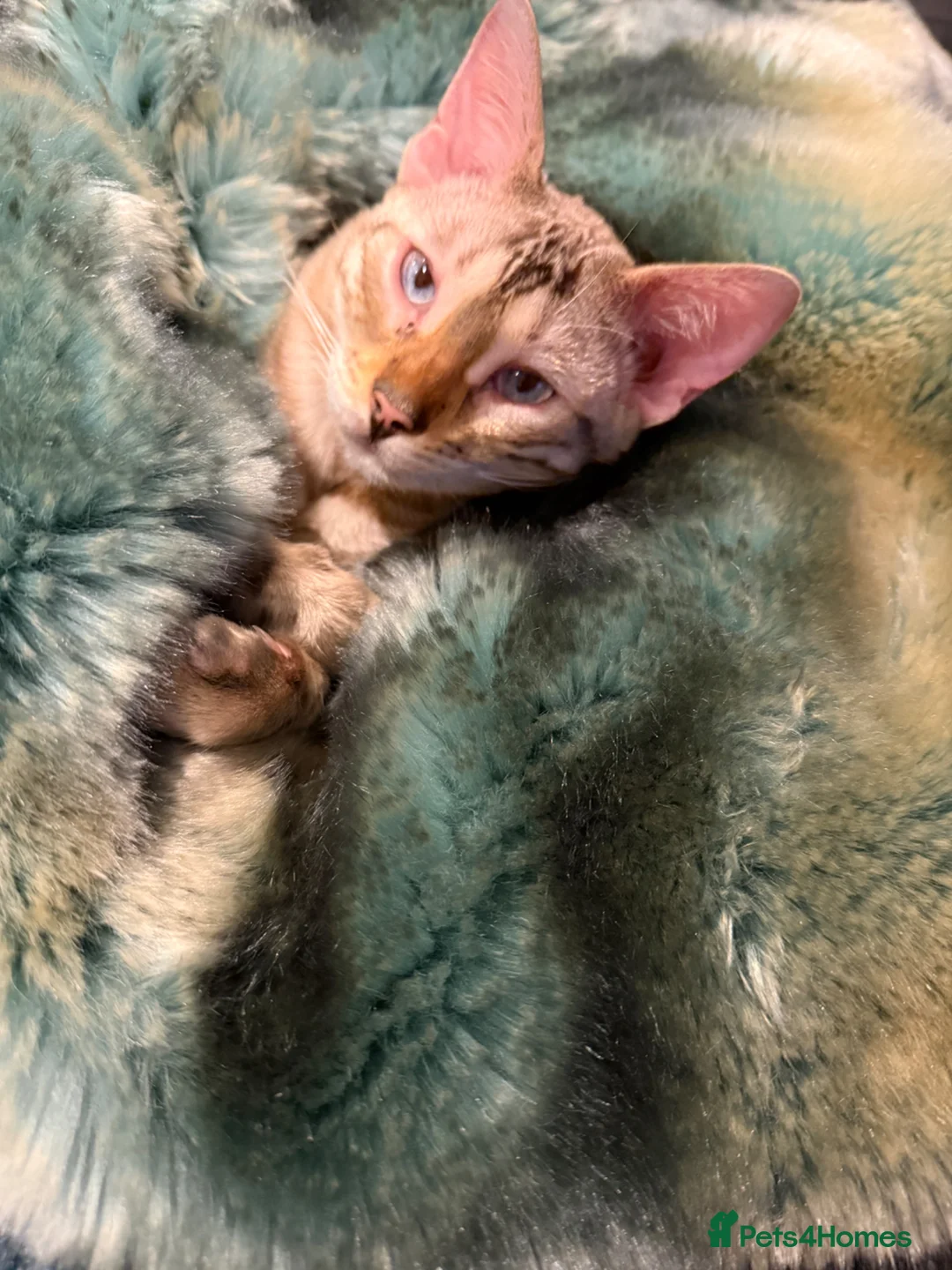 Bengal cats for sale: Pair of 1 year old Bengals - Advert 2