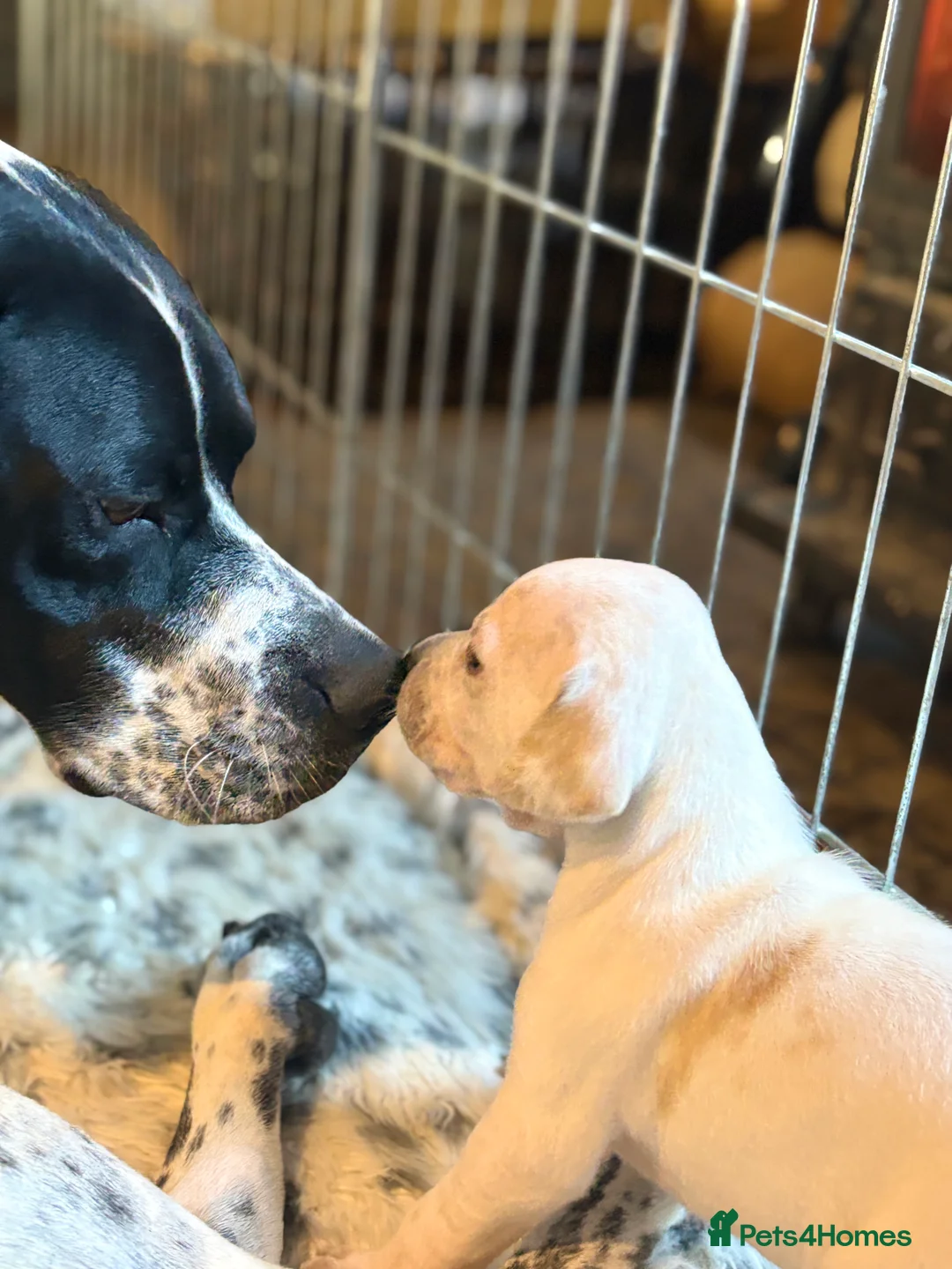 Pointer dogs for sale: Last gorgeous puppy looking for a loving home  - Advert 15