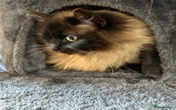 Ragdoll cats for sale: BEAUTIFUL RAGDOLL X PERSIAN BOYS - Image 6