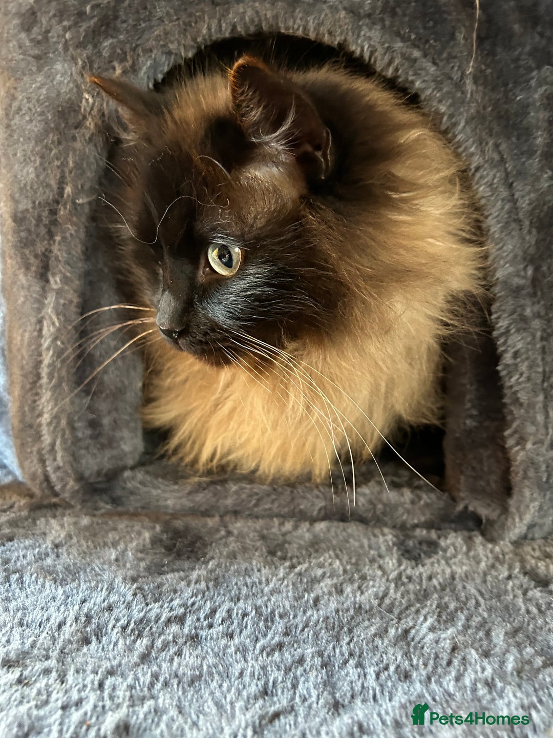 Ragdoll cats for sale: BEAUTIFUL RAGDOLL X PERSIAN BOYS - Image 6