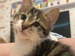 Norwegian Forest Cat cats Our special boy - Advert 1