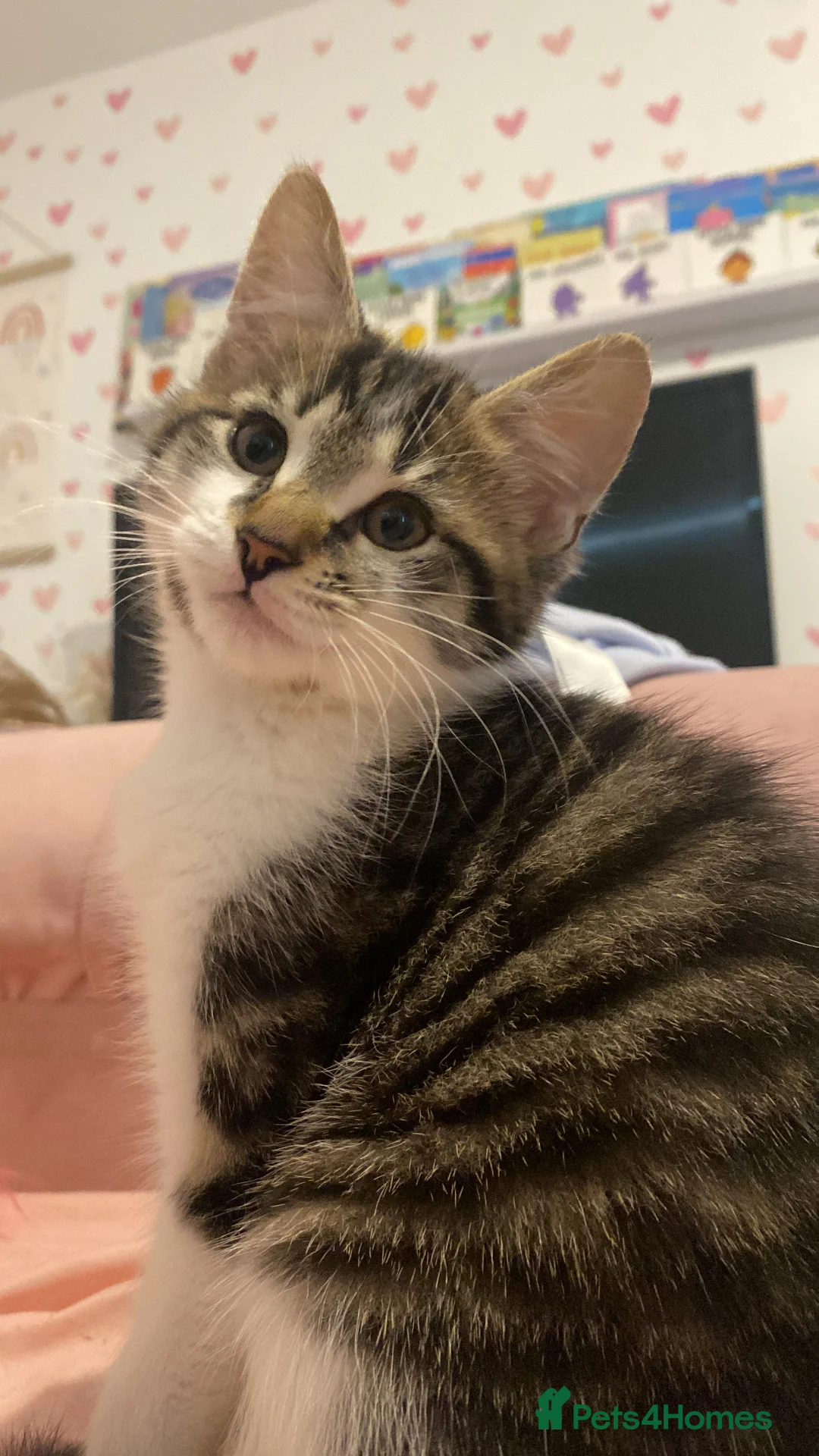 Norwegian Forest Cat cats for sale: Our special boy - Advert 1