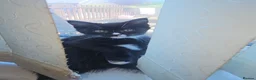 Mixed Breed cats for sale: Gorgeous tuxedo kitten - Advert 7