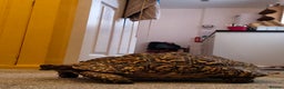 Tortoise reptiles for sale: LEOPARD Tortoise - male.  - Advert 4