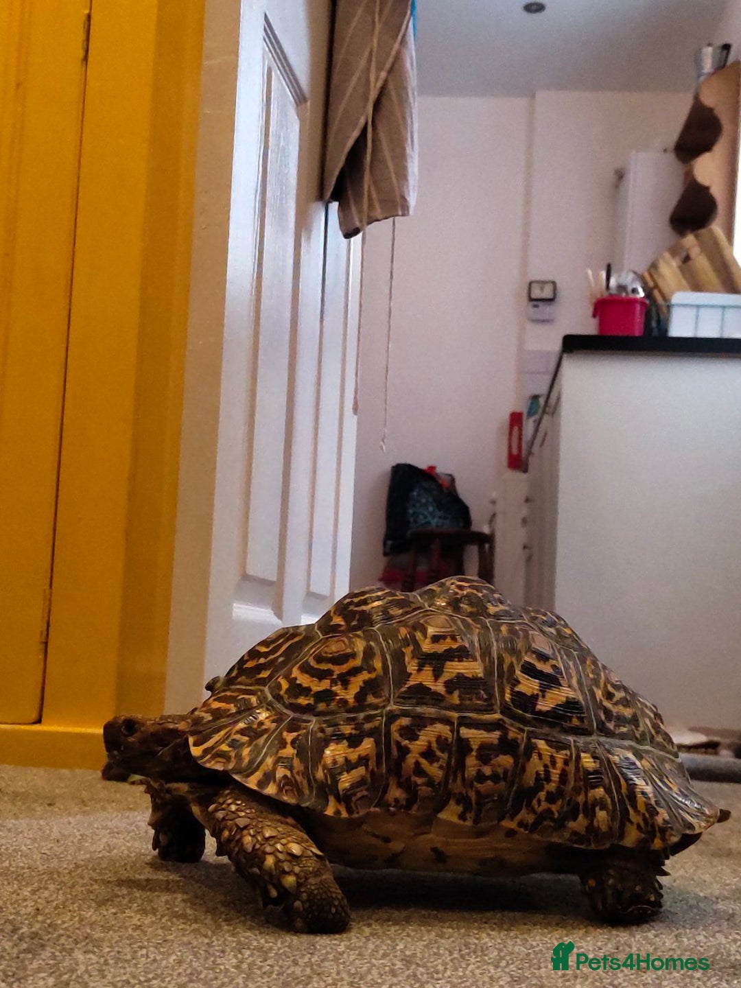 Tortoise reptiles for sale: LEOPARD Tortoise - male.  - Advert 4