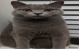 British Shorthair cats for sale: British Shorthair ( Lilac ) - Advert 2