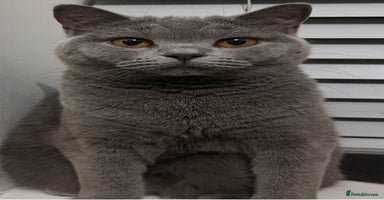 British Shorthair cats British Shorthair ( Lilac ) - Advert 8