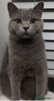 British Shorthair cats British Shorthair ( Lilac ) - Advert 8