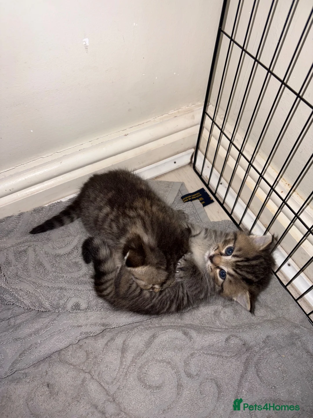 Mixed Breed cats for sale: 5 Adorable British Shorthair Mix-breeds  - Advert 15