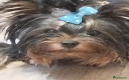 Yorkshire Terrier dogs for sale: 💝💝💝Both sides many champions 💝💝💝 in Leeds - Image 13