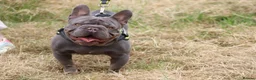 French Bulldog dogs for stud: Lilac testable fluffy frenchie French bulldog stud - Advert 10