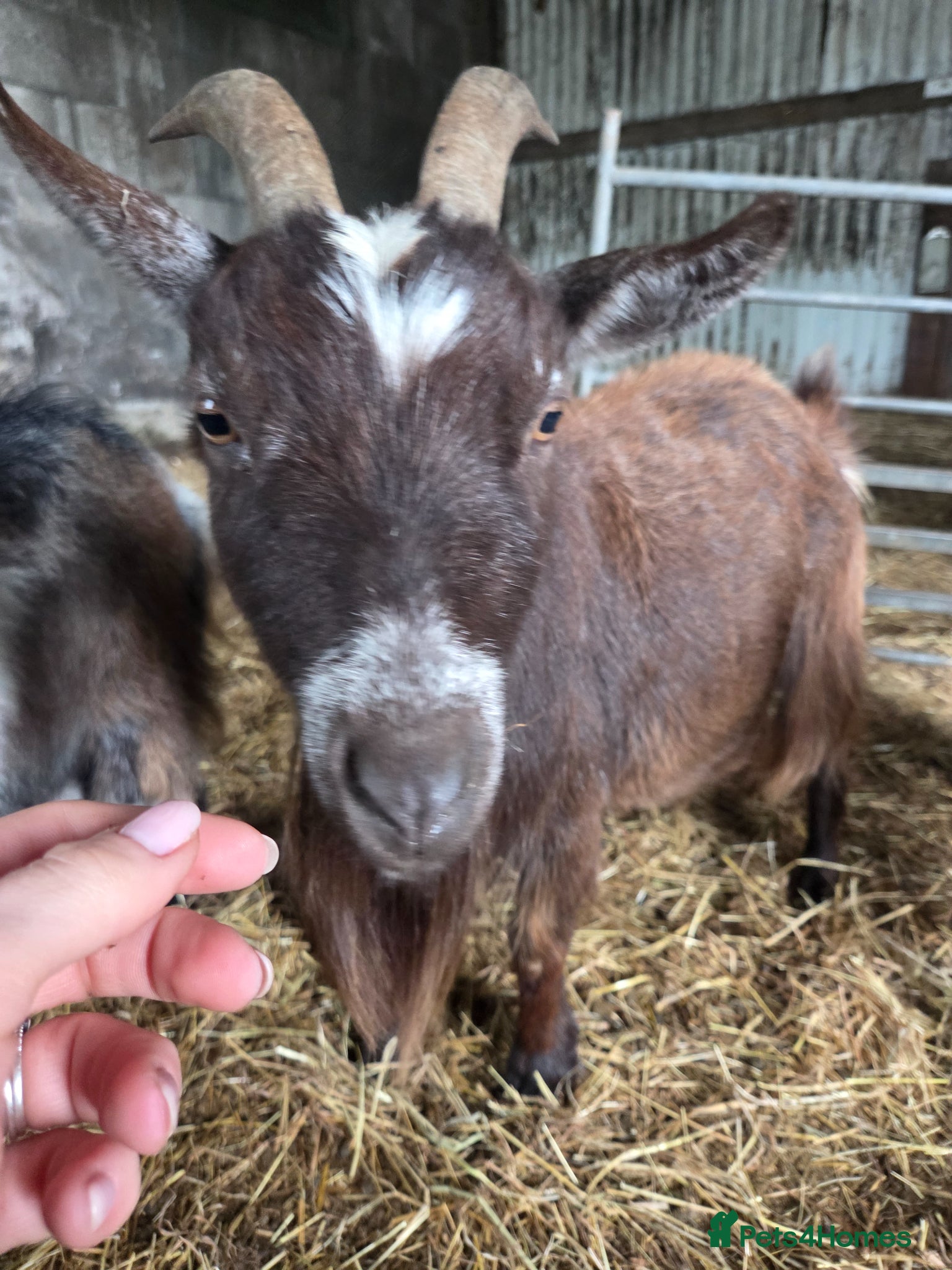 Goats livestock Pygmy goat nannie  - Advert 18