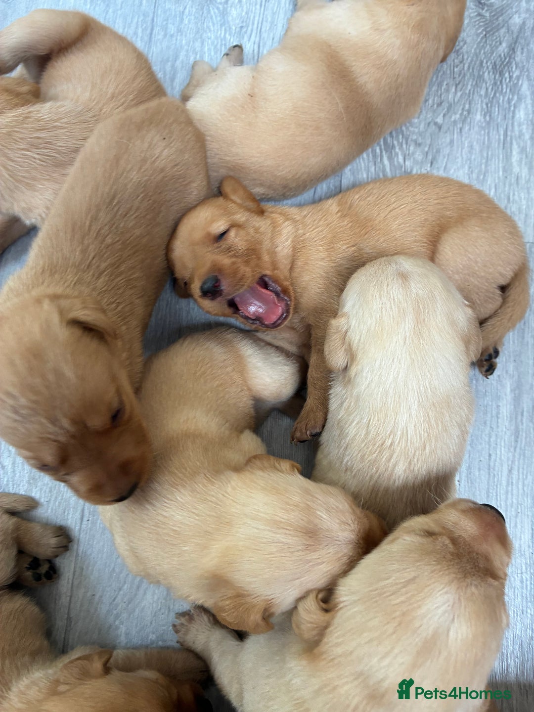 Labrador Retriever dogs for sale: Red Fox , Golden & White Labrador Pups  - Image 16