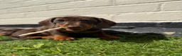 Miniature Dachshund dogs for sale: ONLY 2 LEFT!! KC Miniature Dachshund Puppies - Advert 20
