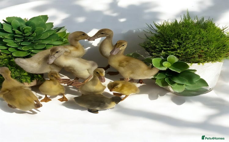 Ducks poultry - Advert 1