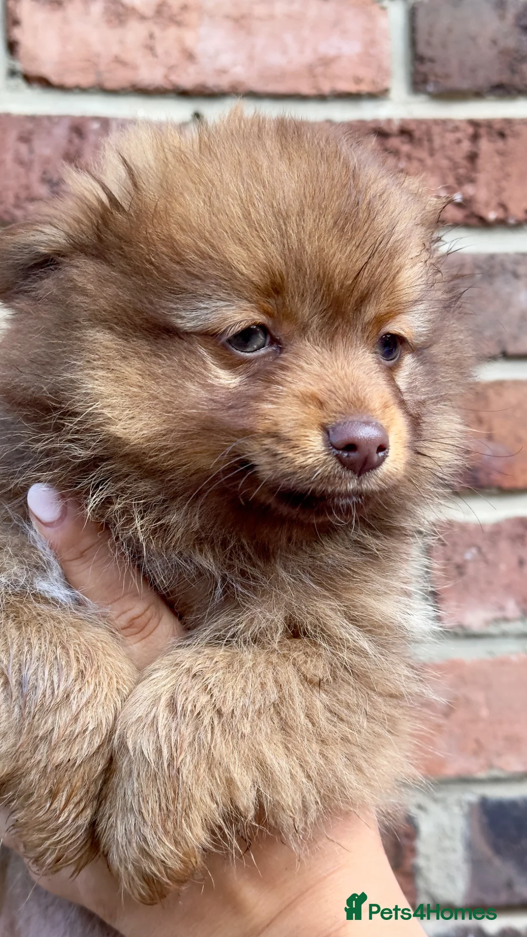Pomeranian dogs for sale: Pomeranian Puppy Girl available.  - Advert 2