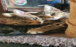 Bengal cats for sale: Mixed bengal kittens   - Image 33