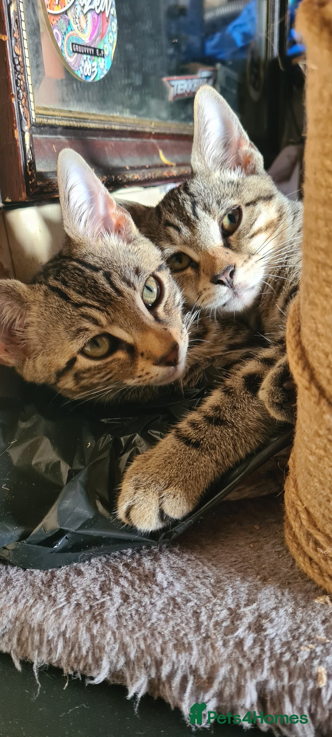 Bengal cats for sale: Mixed bengal kittens   - Image 33