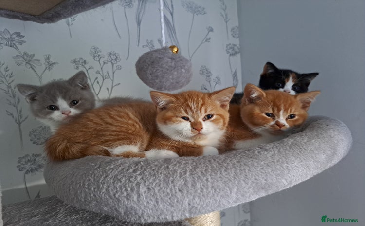British Shorthair cats - Advert 15