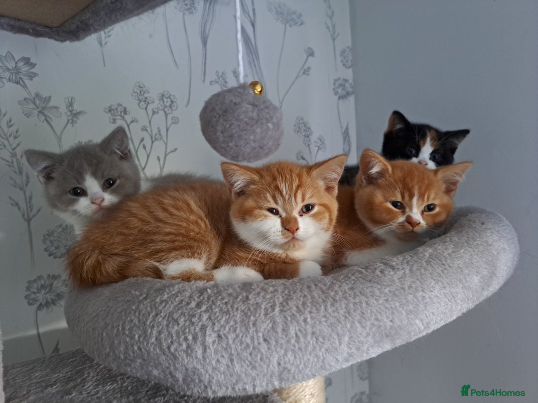 British Shorthair cats for sale: GCCF British shorthair kittens  - Image 1
