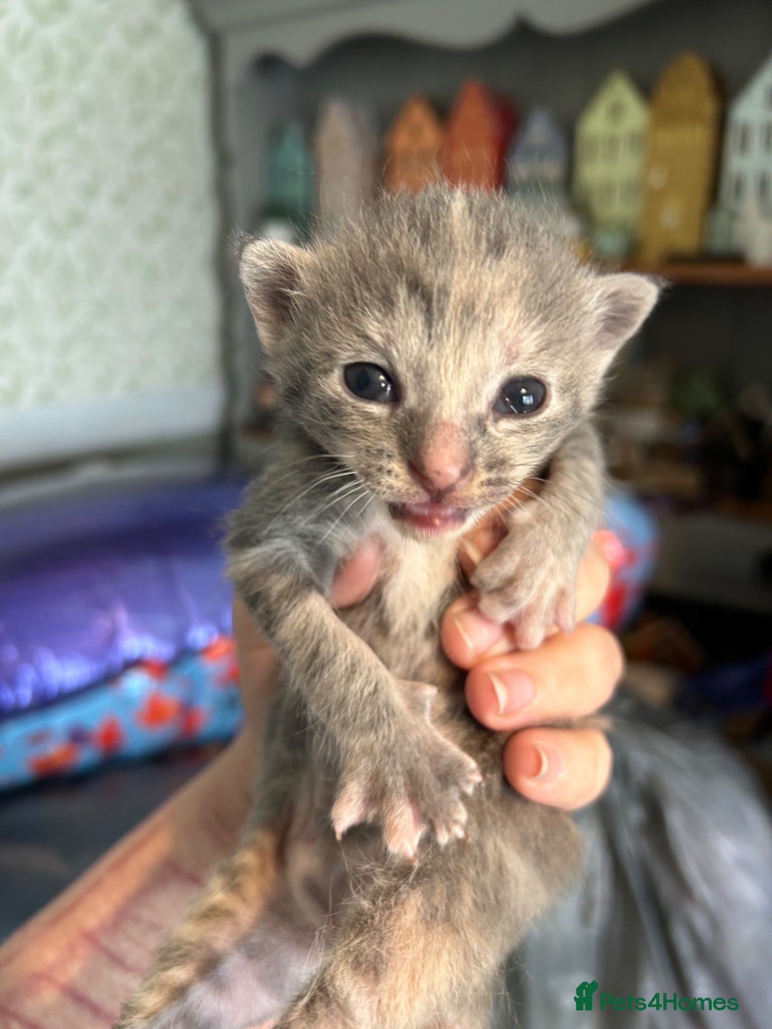 Mixed Breed cats for sale: Gorgeous female grey tabby! - Advert 8